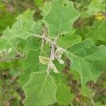 Solanum violaceum leaf picture by Varun Vanchi (cc-by-sa)