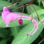 Strobilanthes hamiltoniana flower picture by Alboss (cc-by-sa)