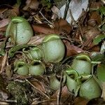 Nepenthes ampullaria habit picture by Daniel Barthelemy (cc-by-nc)