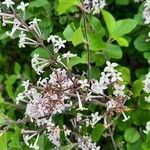 Syringa pubescens flower picture by Julian Beer (cc-by-sa)