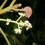 Christiana africana flower picture by Nelson Zamora Villalobos (cc-by-nc)