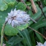 Catananche caerulea fruit picture by Else Nolden (cc-by-sa)