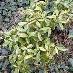 Psychotria carthagenensis habit picture by Trap Hers (cc-by-sa)