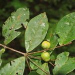 Eugenia basilaris fruit picture by Nelson Zamora Villalobos (cc-by-nc)