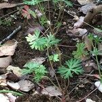 Geranium columbinum habit picture by Daniel Barthelemy (cc-by-sa)