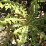 Sonchus ortunoi leaf picture by Jaime Diaz Pacheco (cc-by-sa)