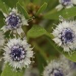 Globularia salicina flower picture by Szabolcs Frater (cc-by-sa)