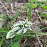 Ornithogalum boucheanum flower picture by Zsolt Takács (cc-by-sa)