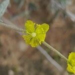 Helianthemum lippii flower picture by M. Hedayat (cc-by-sa)