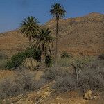 Phoenix canariensis flower picture by jid (cc-by-sa)