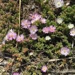 Drosanthemum floribundum habit picture by Aurélie D’huyvetter (cc-by-sa)