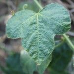 Passiflora foetida leaf picture by J. Champ (cc-by-sa)