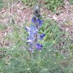 Lupinus angustifolius leaf picture by Porzio Leandro (cc-by-sa)