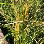 Carex rostrata leaf picture by Kelly Derkson (cc-by-sa)