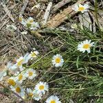 Leucanthemum graminifolium flower picture by christophe cherpit (cc-by-sa)