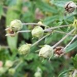 Potentilla argentea fruit picture by gabrielle kotewitz (cc-by-sa)