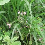 Silene fuscata habit picture by Emanuele Santarelli (cc-by-sa)