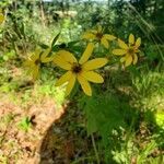 Coreopsis major flower picture by Otto (cc-by-sa)