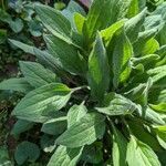 Rudbeckia fulgida leaf picture by Johnny Poppyseed (cc-by-sa)