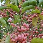 Euonymus hamiltonianus fruit picture by Sofia Penabaz (cc-by-sa)