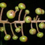 Souroubea sympetala fruit picture by Nelson Zamora Villalobos (cc-by-nc)