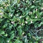 Symphytum tuberosum habit picture by Patrice Nodet (cc-by-sa)