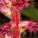 Orobanche sanguinea flower picture by Martin Bishop (cc-by-sa)