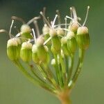 Pimpinella major fruit picture by Yoan MARTIN (cc-by-sa)