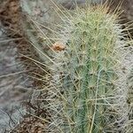 Cleistocactus smaragdiflorus leaf picture by Trap Hers (cc-by-sa)