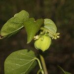 Jatropha stevensii flower picture by Nelson Zamora Villalobos (cc-by-nc)