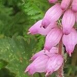 Erica ciliaris flower picture by joselu_4 (cc-by-sa)