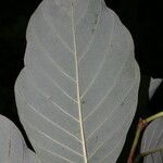 Annona pruinosa leaf picture by Nelson Zamora Villalobos (cc-by-nc)