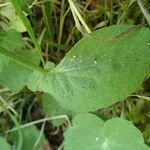 Doronicum pardalianches leaf picture by Sylvain Piry (cc-by-sa)