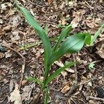 Cephalanthera damasonium leaf picture by Peter Moree (cc-by-sa)