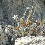 Reaumuria vermiculata habit picture by Buscemi Giuseppe (cc-by-sa)