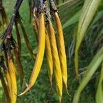 Phormium tenax fruit picture by Veit Koch (cc-by-sa)