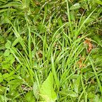 Melica uniflora habit picture by Martin Bishop (cc-by-sa)