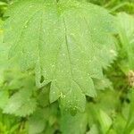 Geum rivale leaf picture by Надежда Надежда (cc-by-sa)