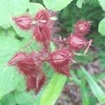 Rubus phoenicolasius fruit picture by Matthew DreamsOfBunnies (cc-by-sa)