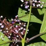 Miconia gracilis flower picture by Nelson Zamora Villalobos (cc-by-nc)