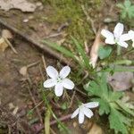 Claytonia virginica flower picture by Straka Kelli (cc-by-sa)