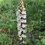 Orobanche crenata flower picture by fabrizio70 (cc-by-sa)