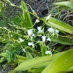 Angraecum eburneum flower picture by Jean-Marie Ronquy (cc-by-sa)