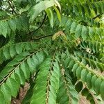 Phyllanthus acidus leaf picture by jian shi (cc-by-sa)