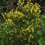 Cytisus striatus habit picture by Pedro Gaspar (cc-by-sa)