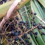 Washingtonia robusta fruit picture by Stefano Lazzaretti (cc-by-sa)