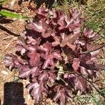 Heuchera americana leaf picture by bac po (cc-by-sa)