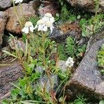 Achillea atrata habit picture by Clara Wagner (cc-by-sa)