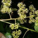 Vitis tiliifolia habit picture by Nelson Zamora Villalobos (cc-by-nc)