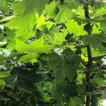 Platanus orientalis leaf picture by andrea sonaglia (cc-by-sa)